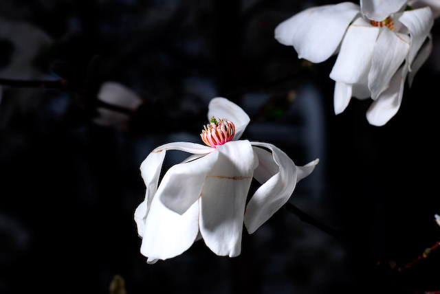 Veronica's Green Thumb